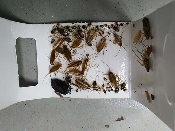 Tampa de pegamento de feromonas como control de plagas para cucarachas.